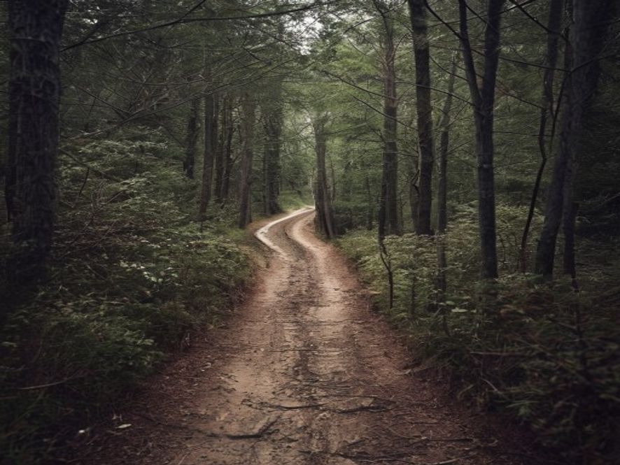 A solitary, narrow path through a forest, representing the lonely but necessary road of choosing to forgive.